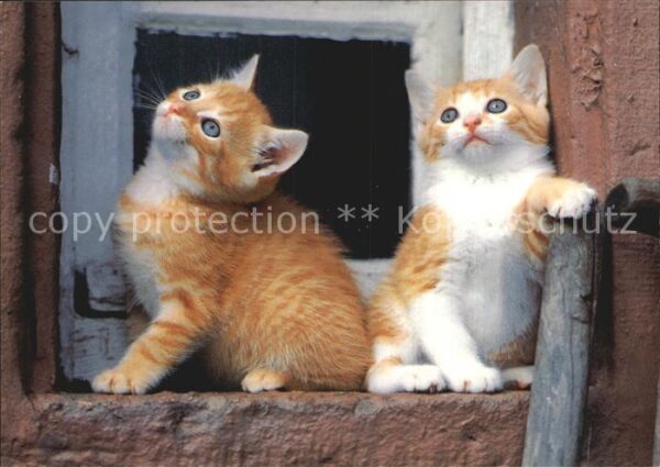 Katzen Hauskatzen