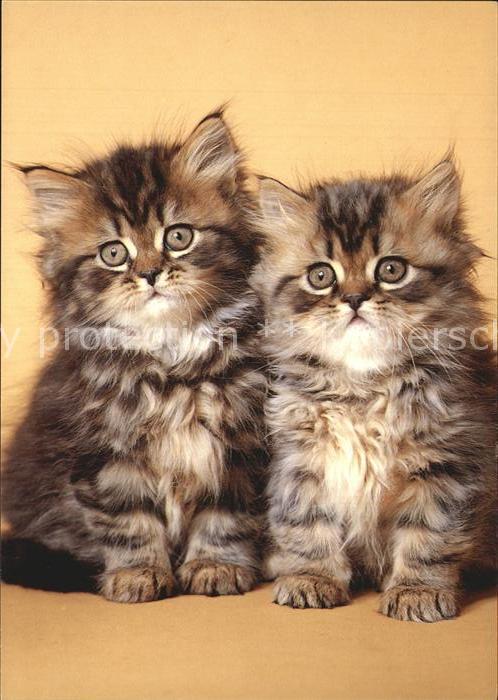 Katzen Perserkatze Chat de Perse Persian