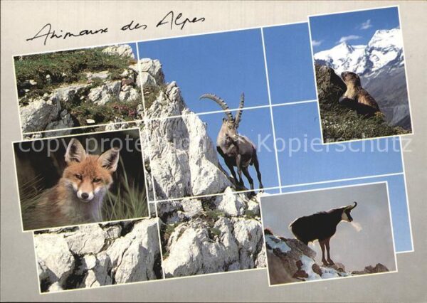 Tiere Alpentiere Steinbock Gemse Murmeltier F
