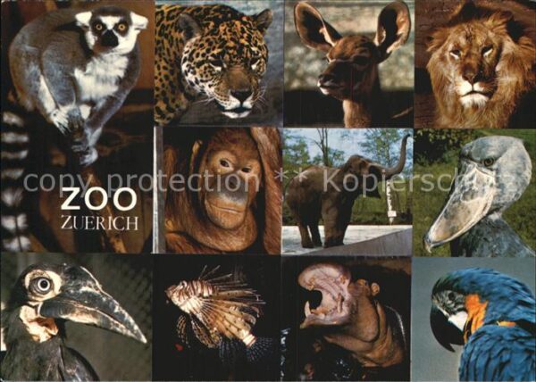 Zoo Zürich Elefant Fisch Papagei Löwe Gepar
