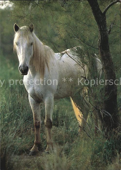 Pferde Camargue