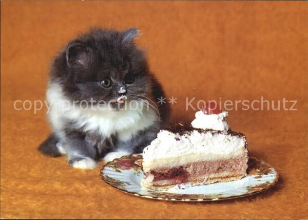 Katzen Torte