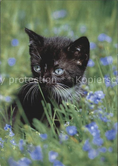 Katzen Hauskatze