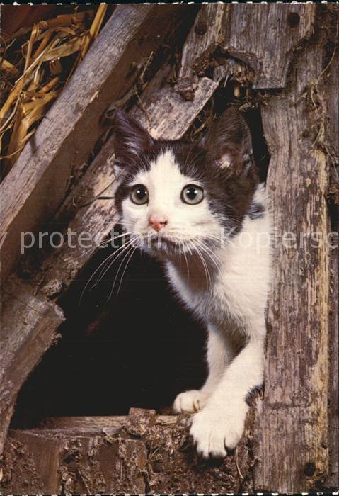 Katzen Hauskatze