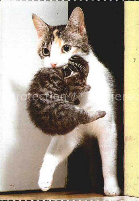 Katzen Hauskatze