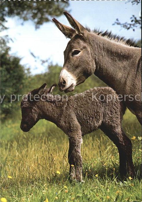 Esel Tiere Ane Donkey