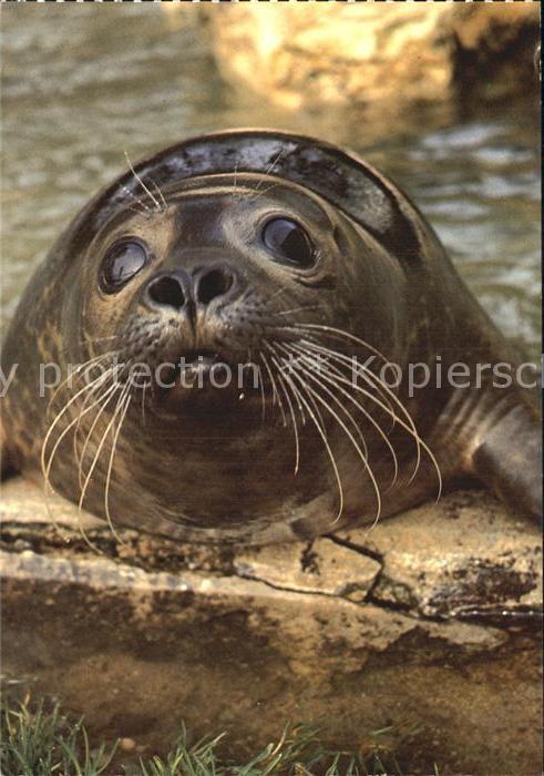 Seehunde Robben Phoque chien de mer Seal