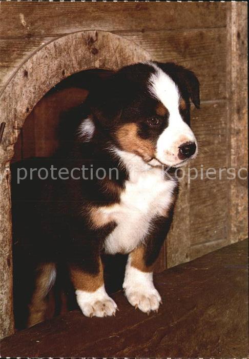 Hunde Junger Schweizer Sennenhund