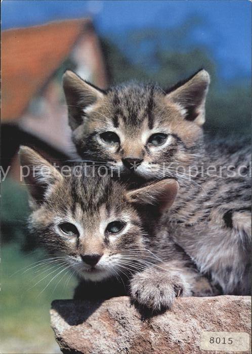 Katzen Hauskatzen