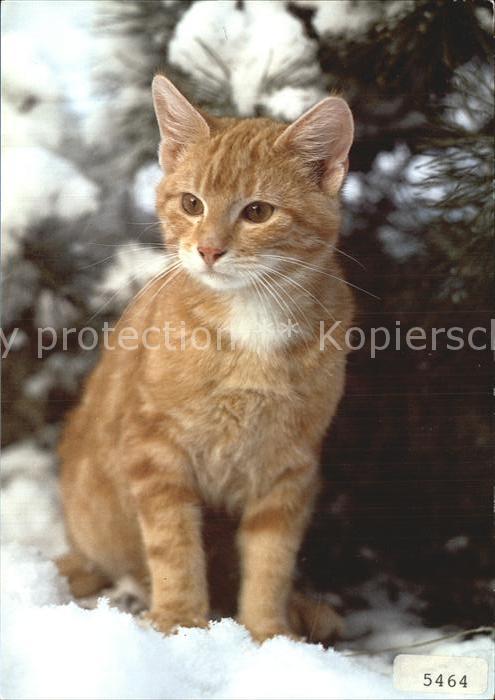 Katzen Hauskatze