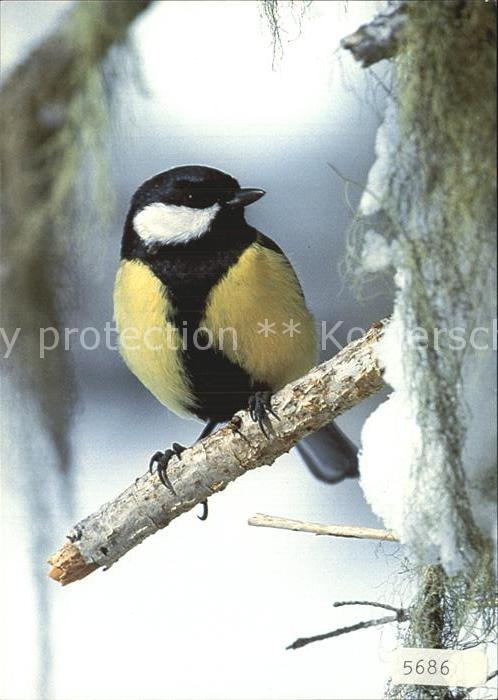 Voegel Kohlmeise Parus major