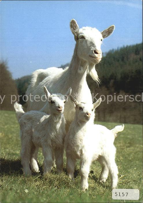 Ziege Hausziegen Chevres Goat