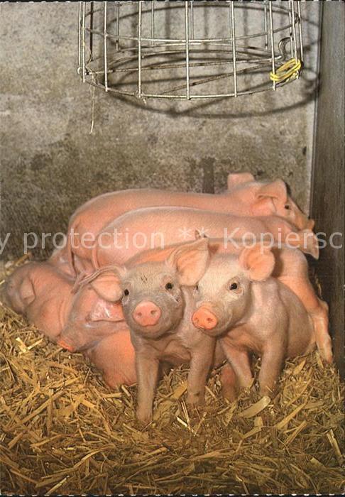 Schweine Cochons Pigs