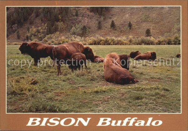 Tiere Bison Buffalo
