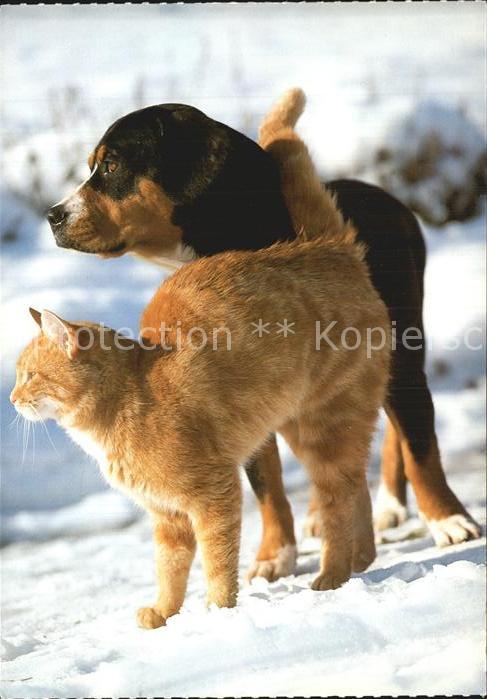 Hunde Entlebucher Sennenhund Hauskatez