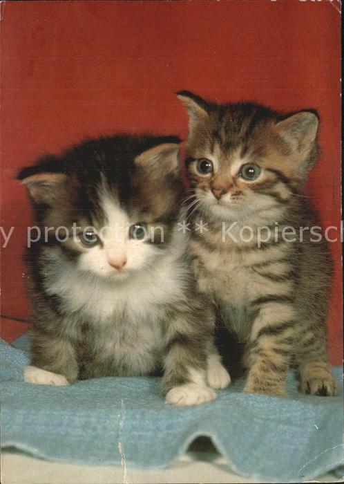 Katzen