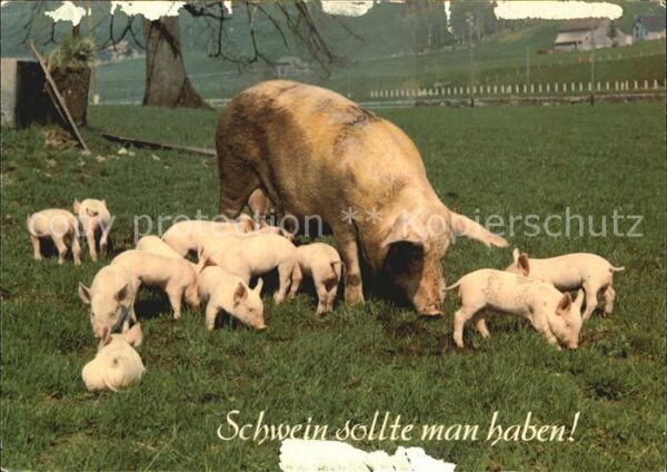 Schweine