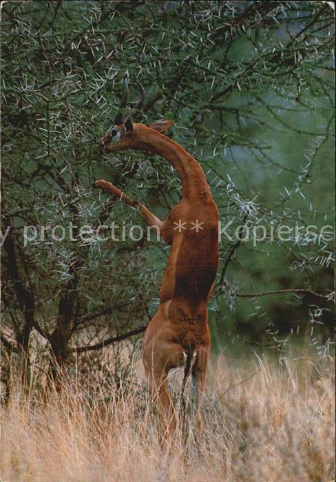 Tiere Gerenuk Giraffengazelle East Africa