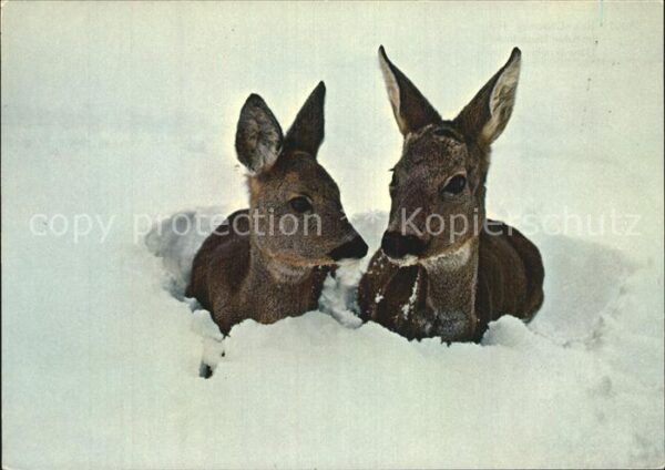 Reh Neuschnee Chevreuil