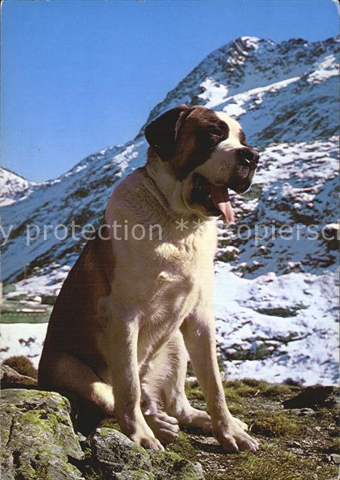 Bernhardiner Chien du Grand Saint Bernard