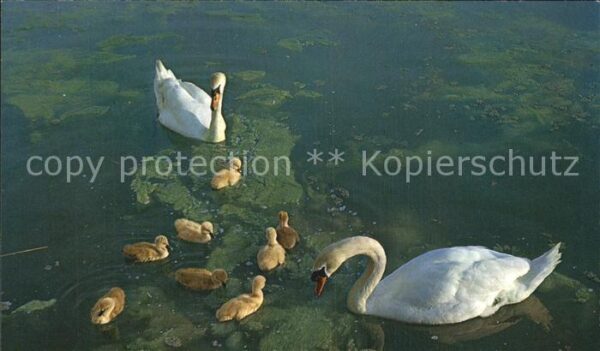 Schwan Schwäne Cygnes Swans