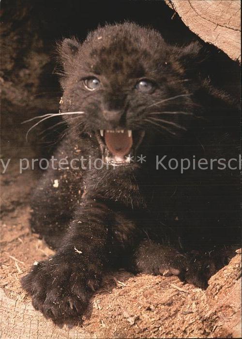 Tiere Junger Schwarzer Panther Zoo Zürich
