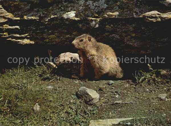 Murmeltier Marmotte Marmot