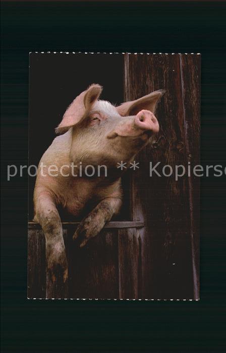 Schweine Hausschwein Pic Porc