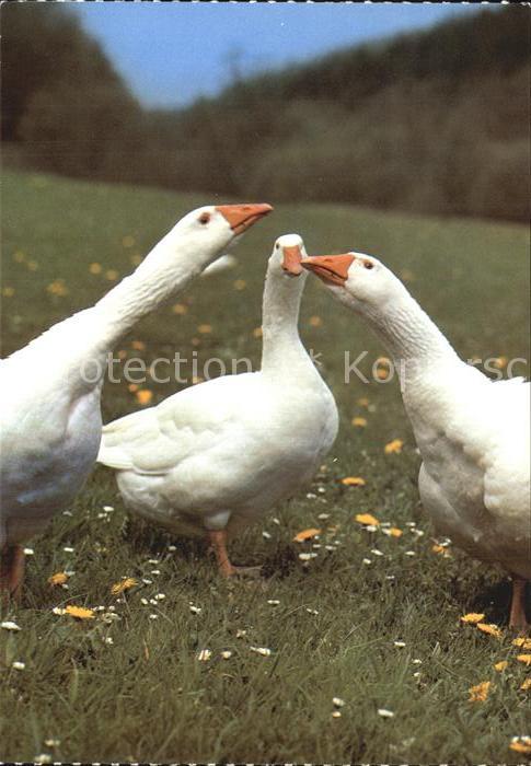 Gefluegel Hausgänse Oies Geese