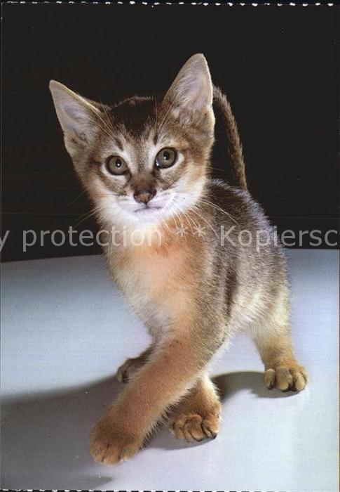 Katzen Abessinierkatze