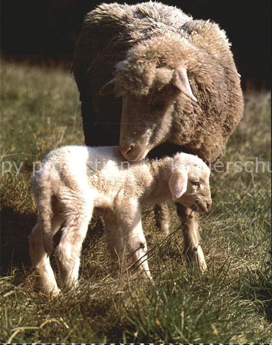 Schafe Mouton Sheep