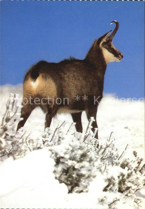 Gemse Chamois Rupicapra