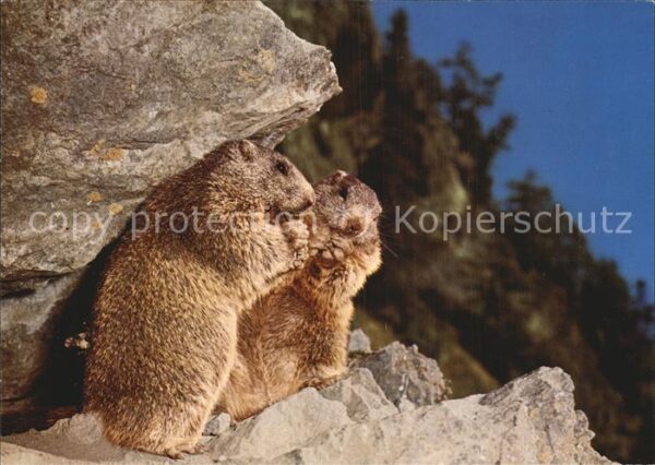 Murmeltier Marmottes Marmots