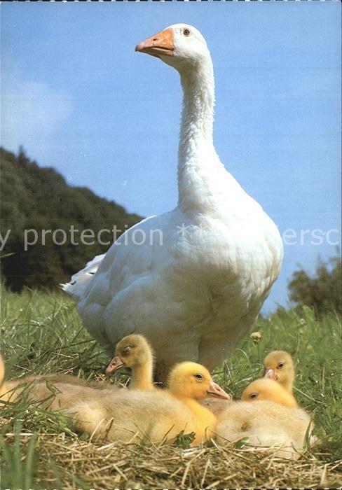 Gefluegel Hausgänse Oies Gooses