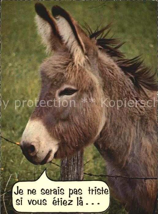 Esel Tiere