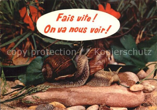 Tiere Schnecken Animaux Humoristiques