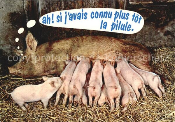 Schweine Une Belle Mere Animaux Humoristiques