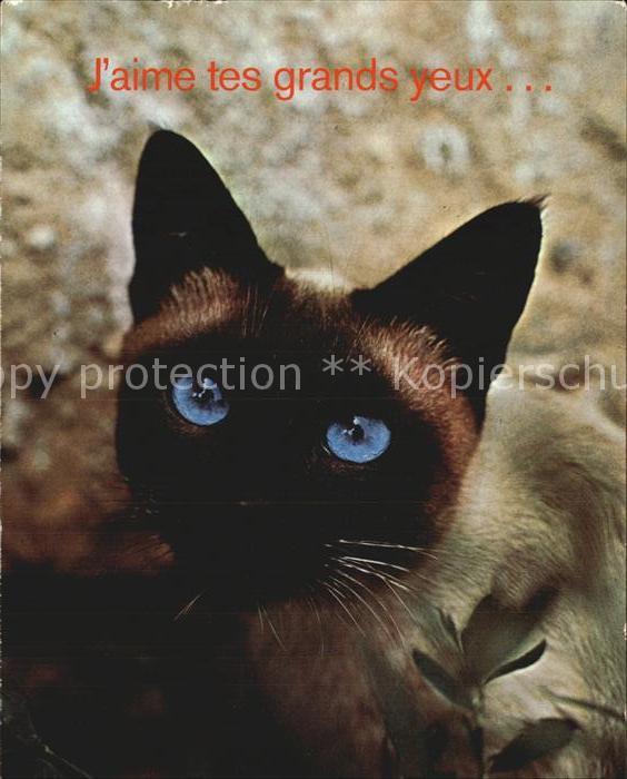 Katzen Siamkatze