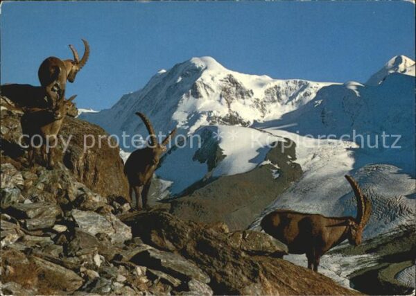 Steinbock Bouquetins Ibex Liskamm