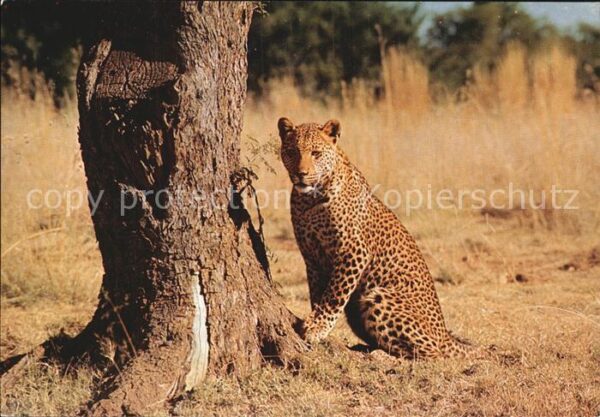 Tiere Leopard Kruger National Park