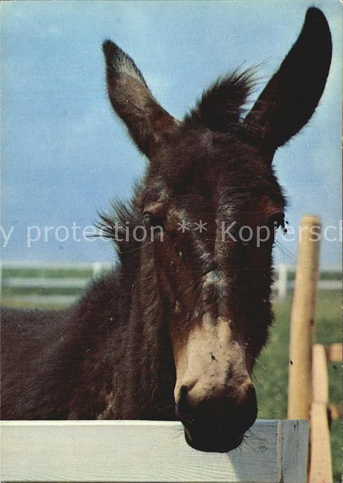 Esel Tiere Mule Lenza Fondation Pre Vert Signal de