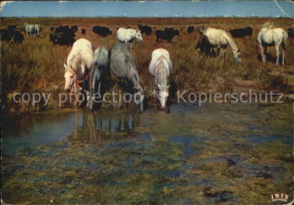 Pferde Camargue