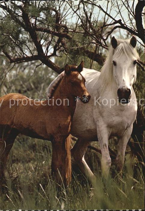 Pferde Camargue