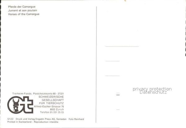 Pferde Camargue – Bild 2