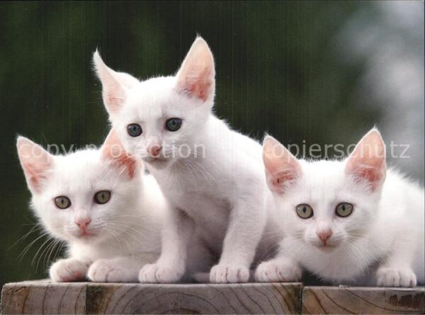 Katzen Tierärzte im Einsatz