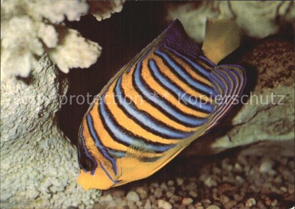 Fische Pfauenkaiserfisch Meeresmuseum Stralsun