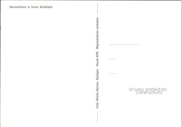 Murmeltier – Bild 2