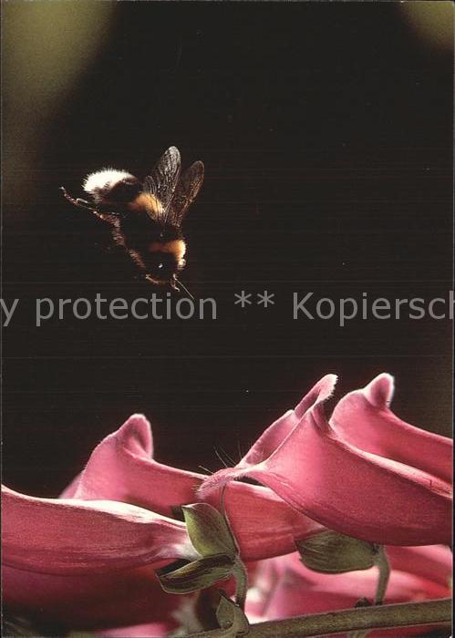 Bienen Insekten Hummel in Anflug Roter Fingerhut