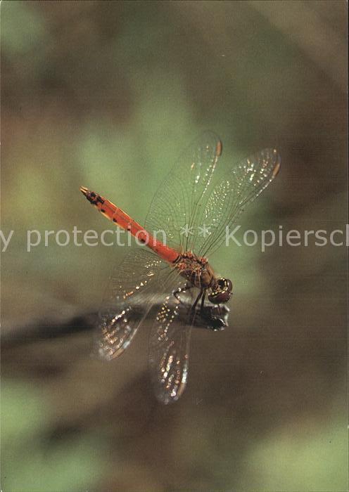 Insekten Sumpf-Heidelibelle