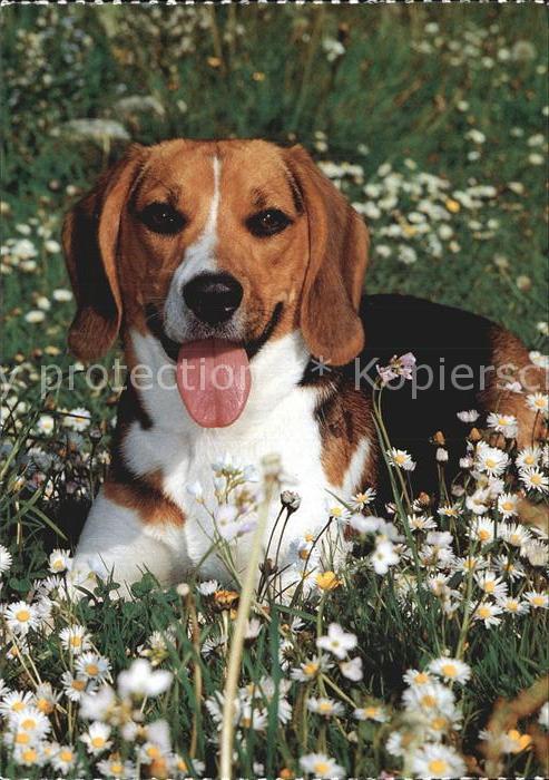 Hunde Beagle